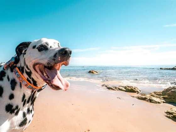 Dog friendly beaches across Perth