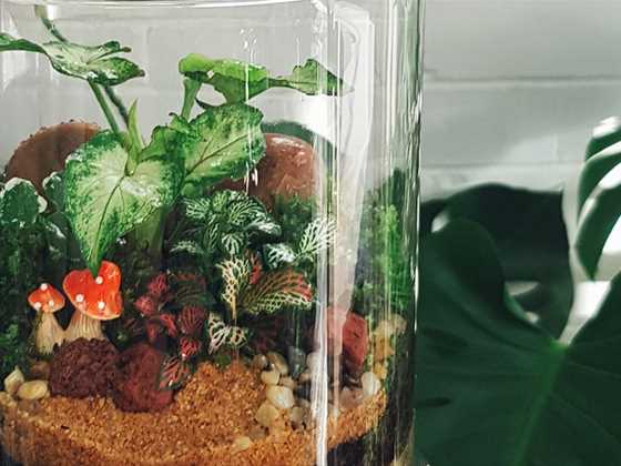 How to start and maintain a flourishing terrarium in Perth