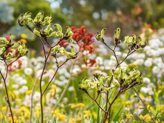 Celebrate spring with WA's wildflower festivals