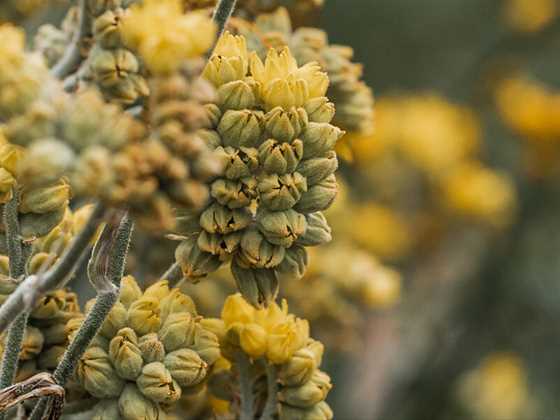 Special guided walks showcasing Kings Park's breathtaking flora