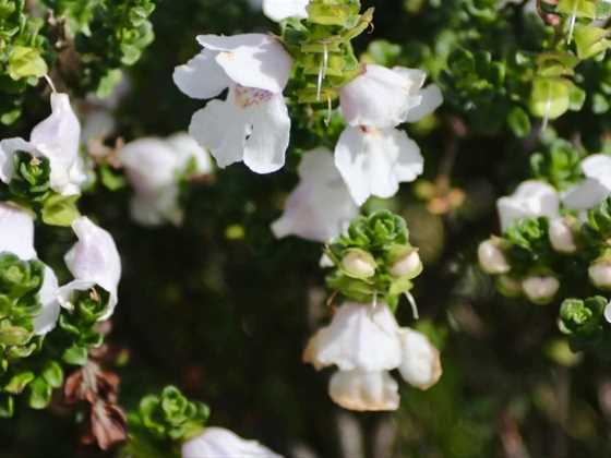 Six spots to make the most of was wildflower season