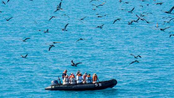 Islands for Birdwatching