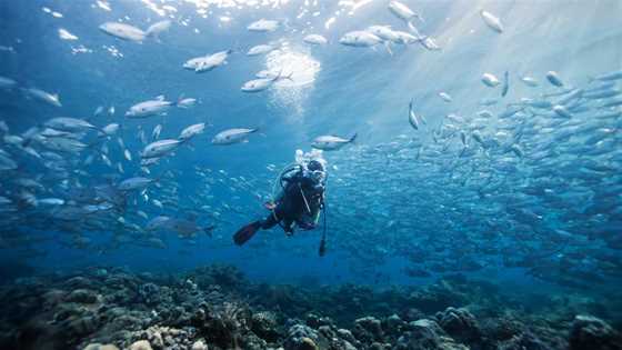 Diving in WA