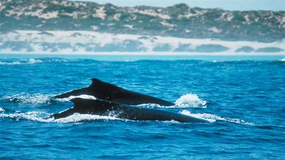 Whale Watching in the Golden Outback