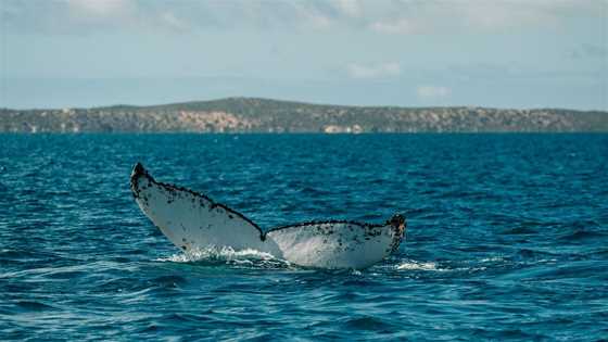 Whale Watching in the North-West