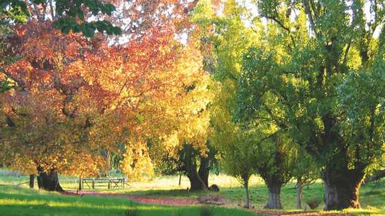 Discover Balingup, listed in Qantas' top five places in Australia to see autumn colours