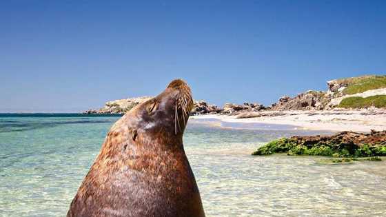 Penguin Island Day Trips: feeding penguins, wild dolphins swims & glass-bottom boat tours