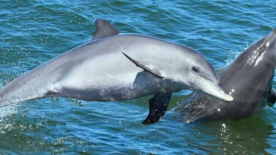 Magical dolphin encounters in the canals of Mandurah