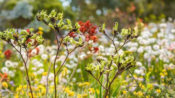 wildflowers