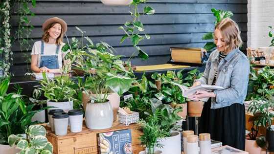 Indoor plants at Stackwood Fremantle