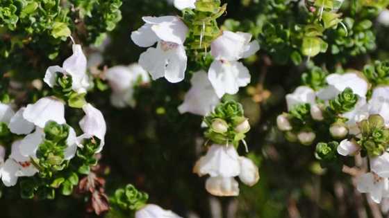 Perth wildflower